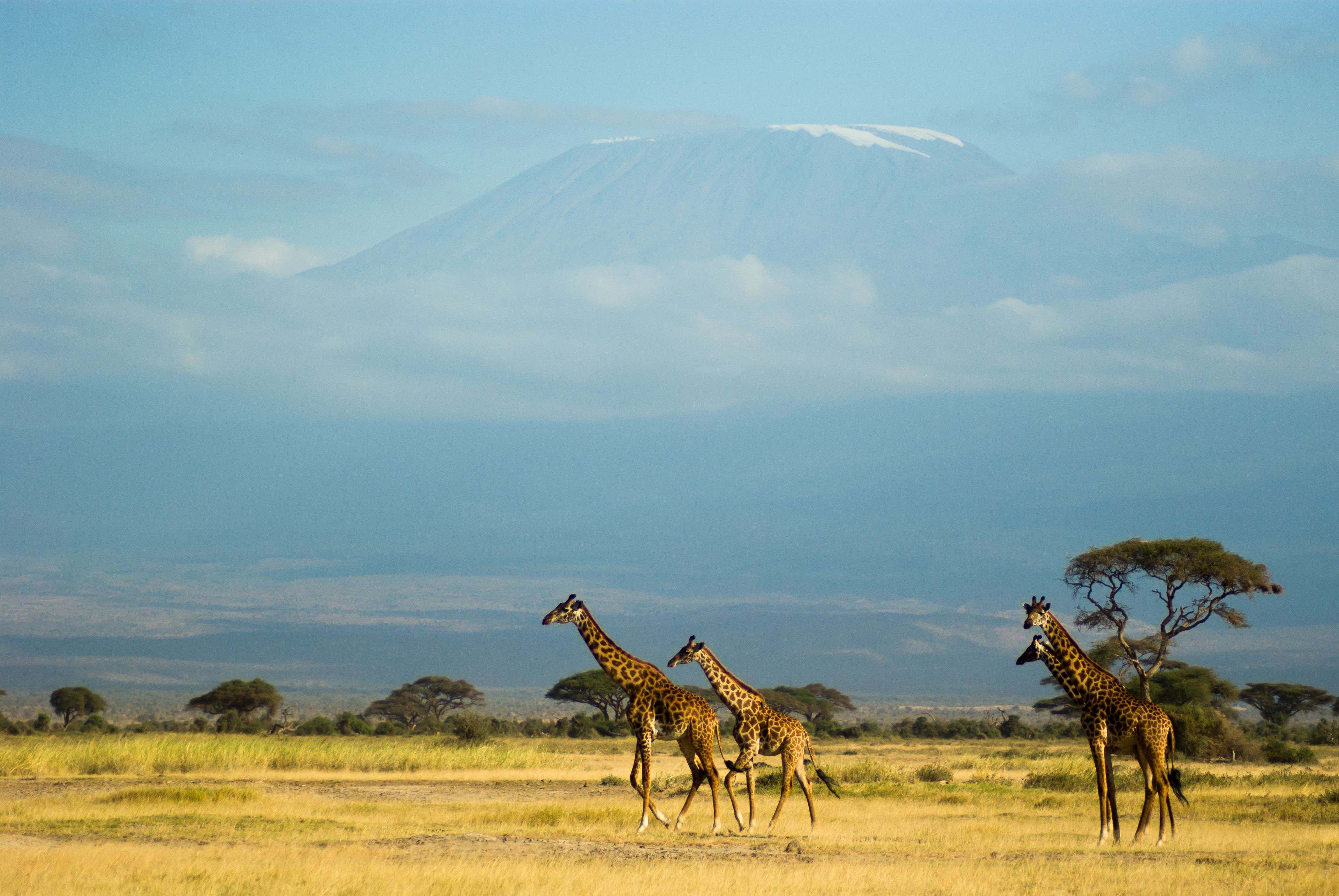 Girafes et Kilimanjaro