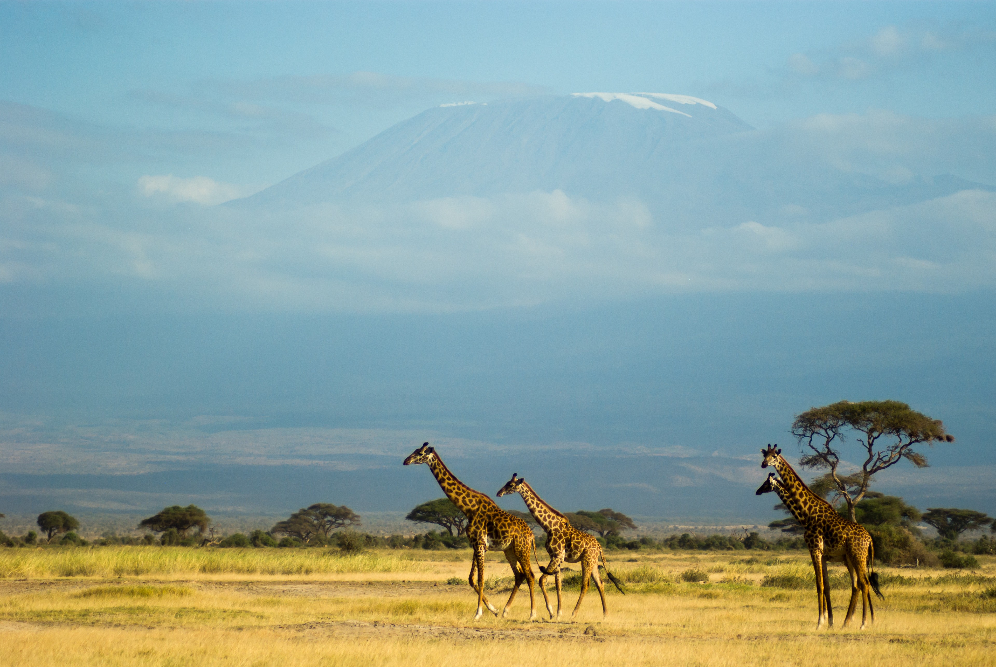 Girafes et Kilimanjaro