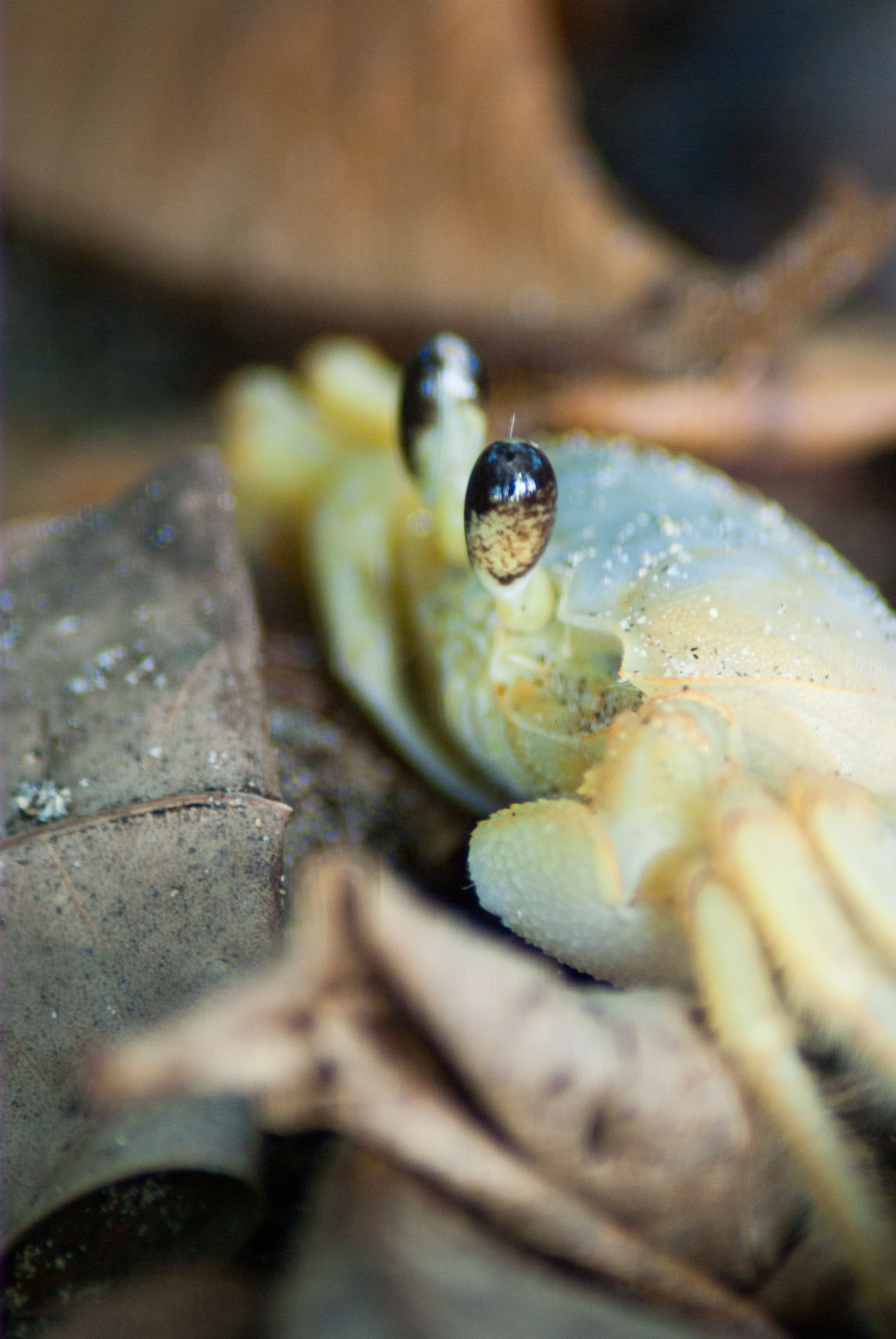Crabe fantôme