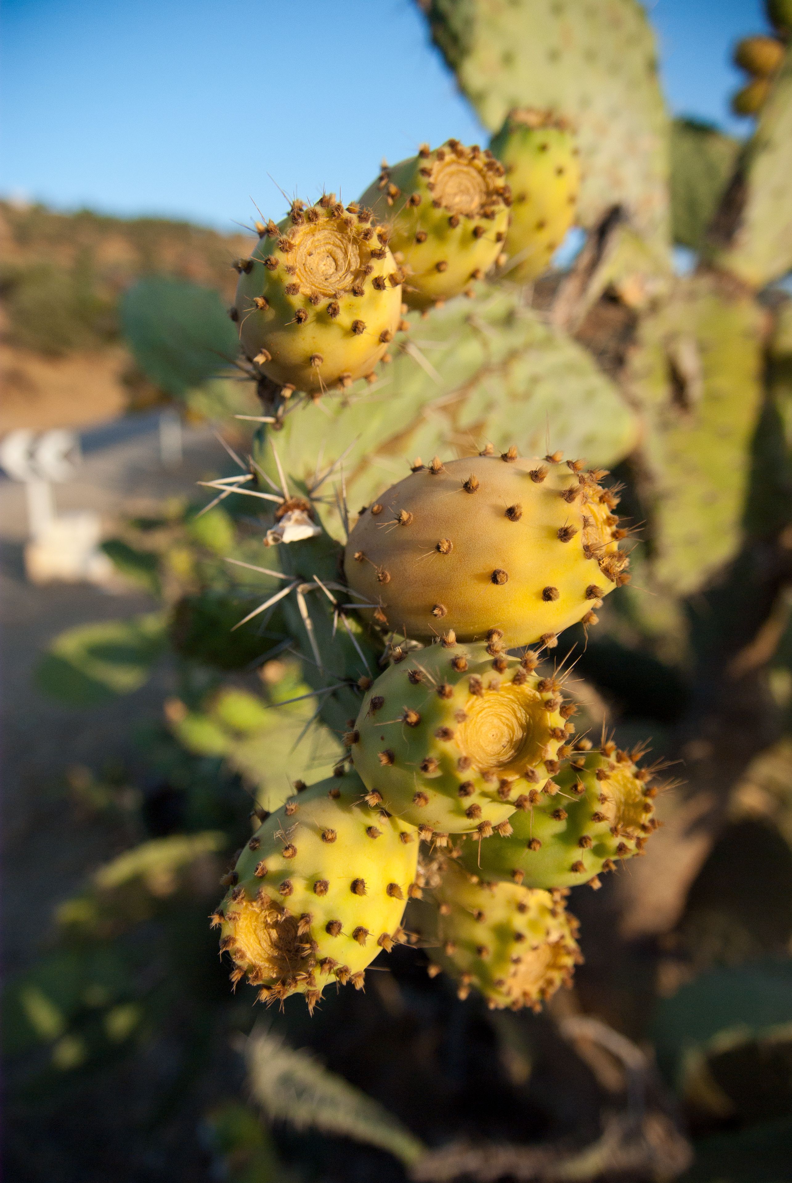 Figues de Barbarie