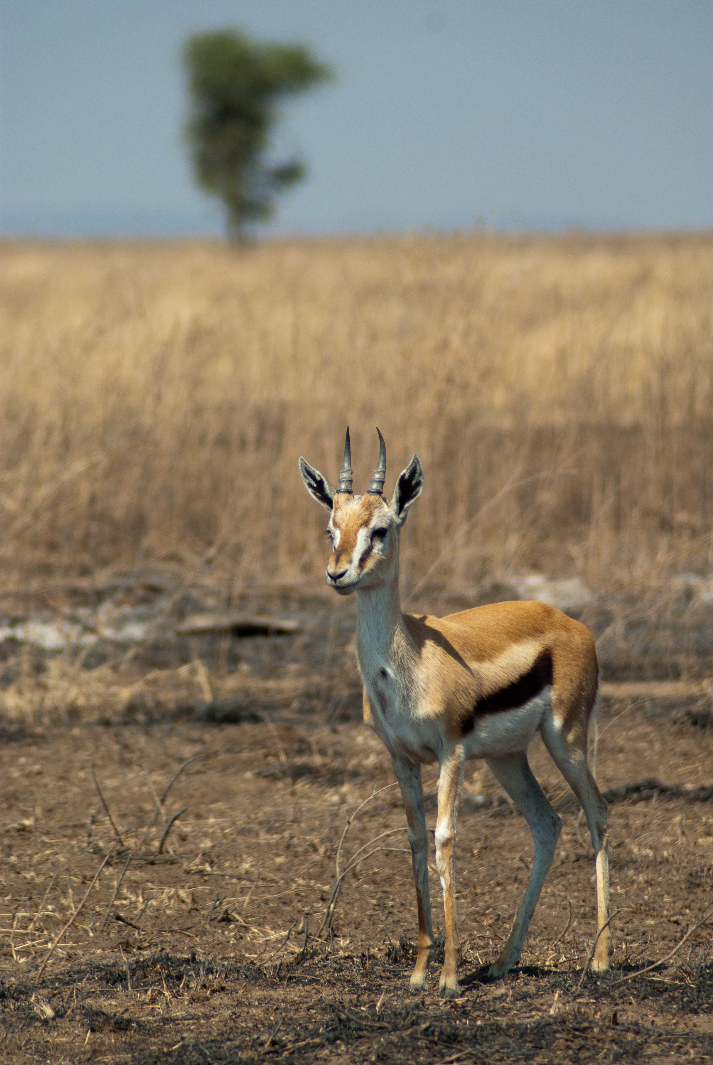 Gazelle de Thomson