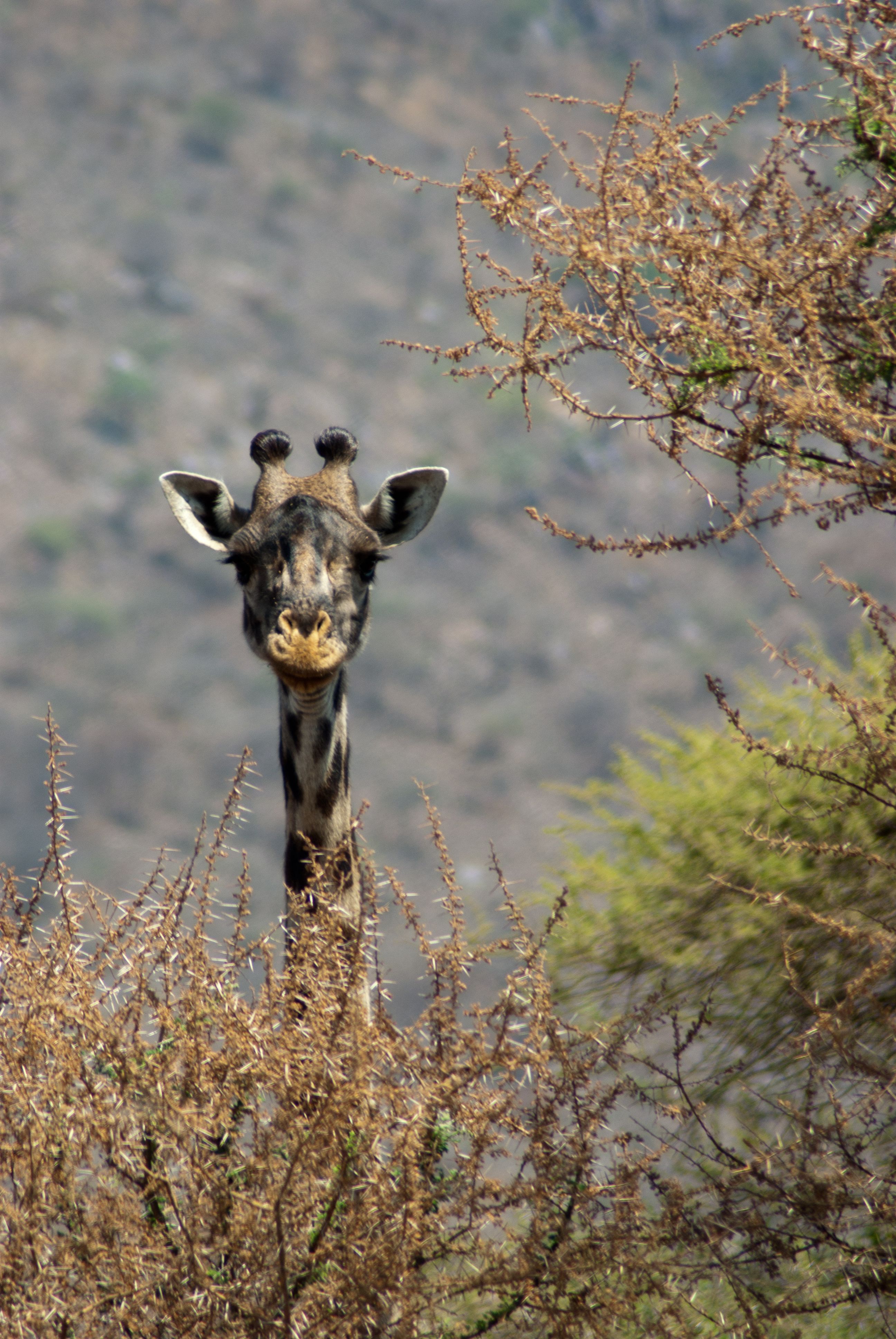 Girafe Massai