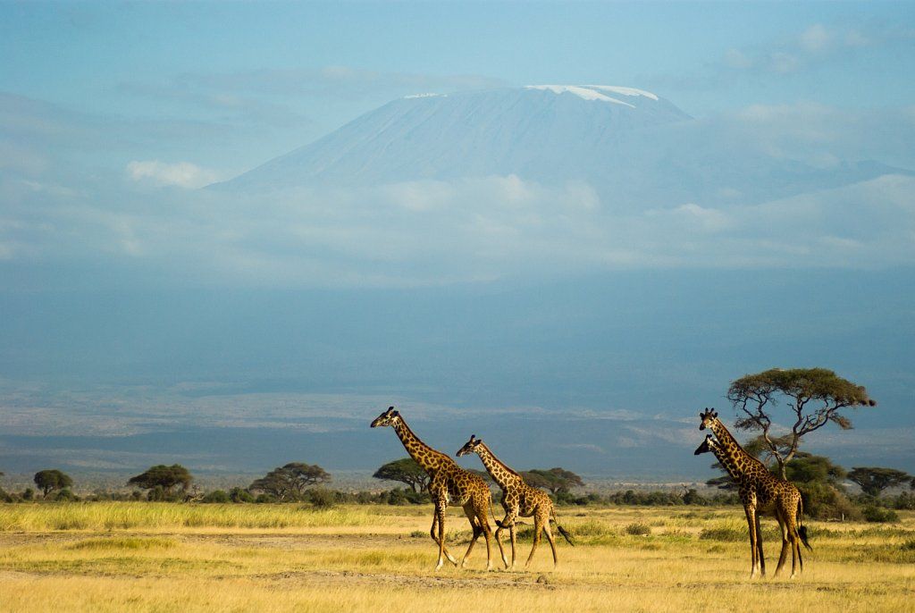 Giraffes and Kilimanjaro