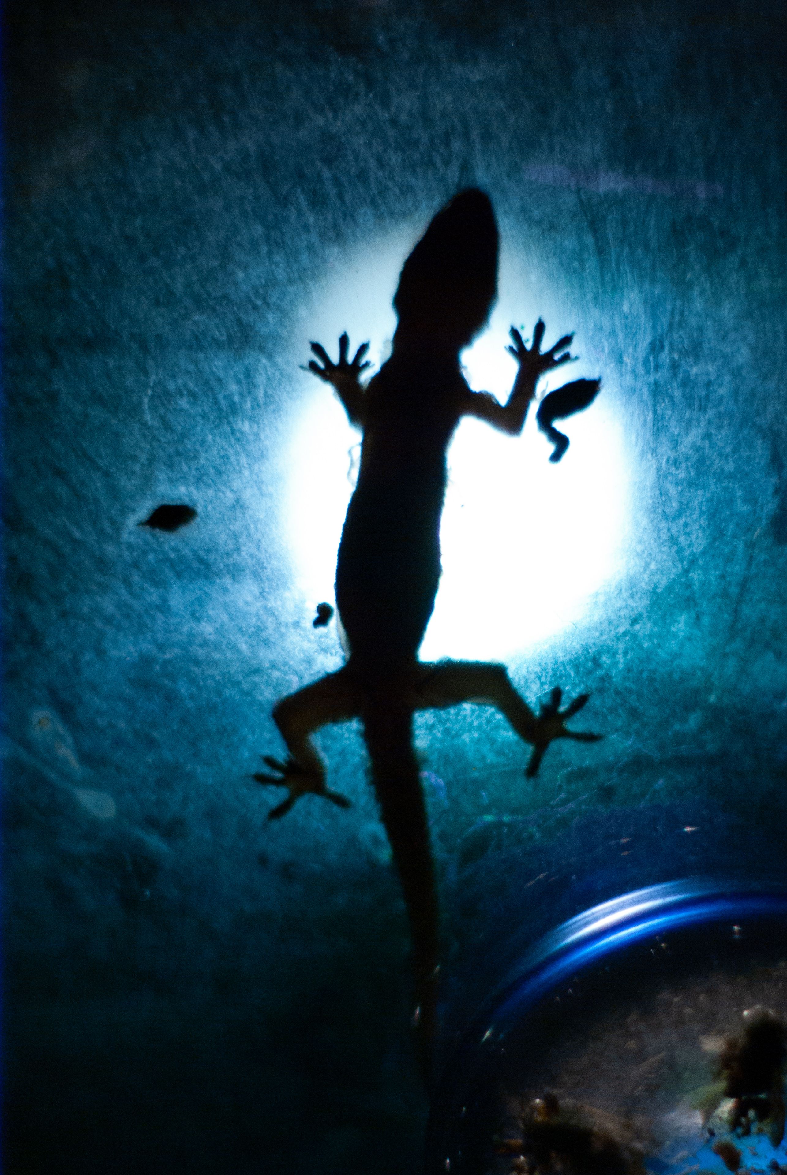 Lézard