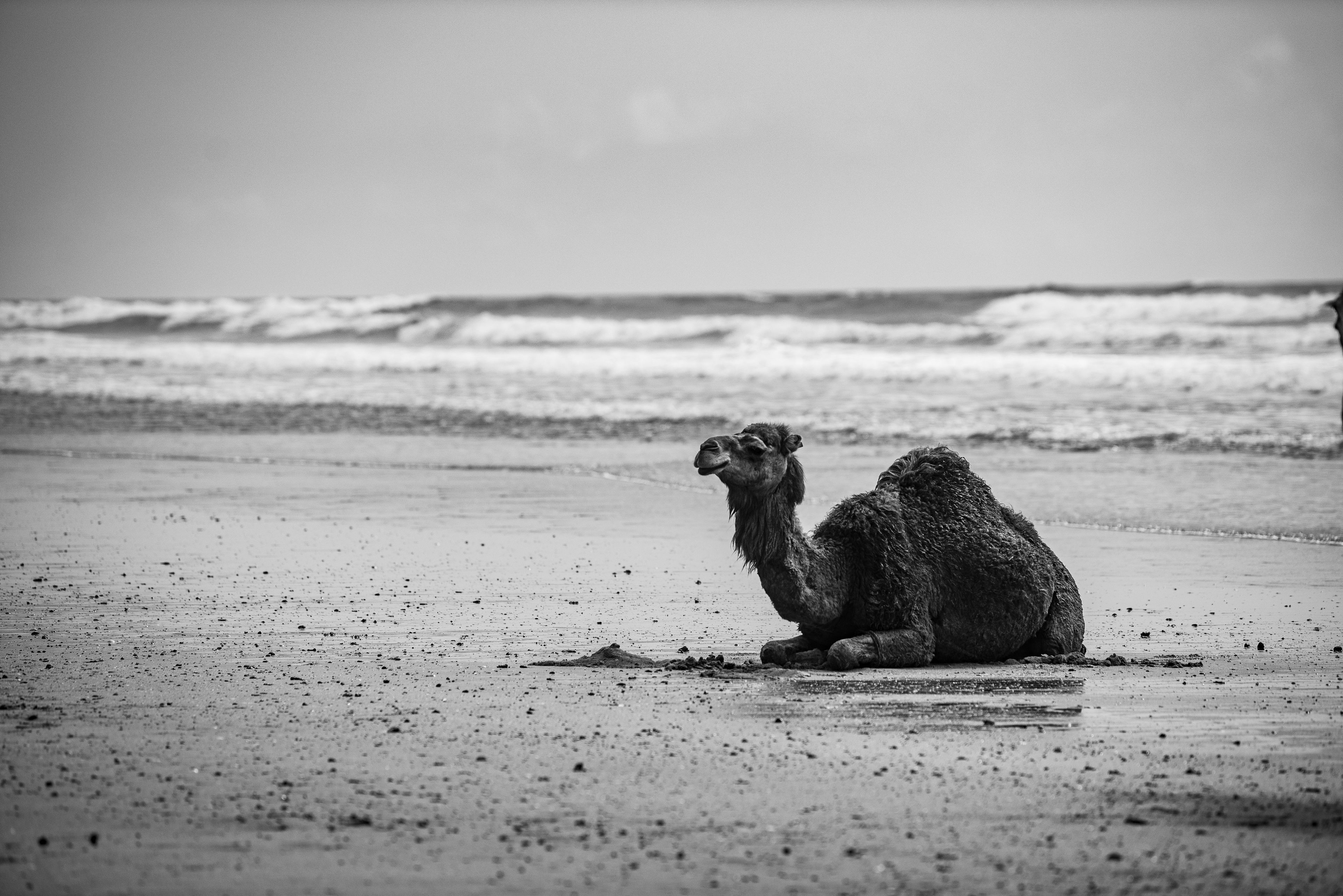 Le dromadaire et les vagues