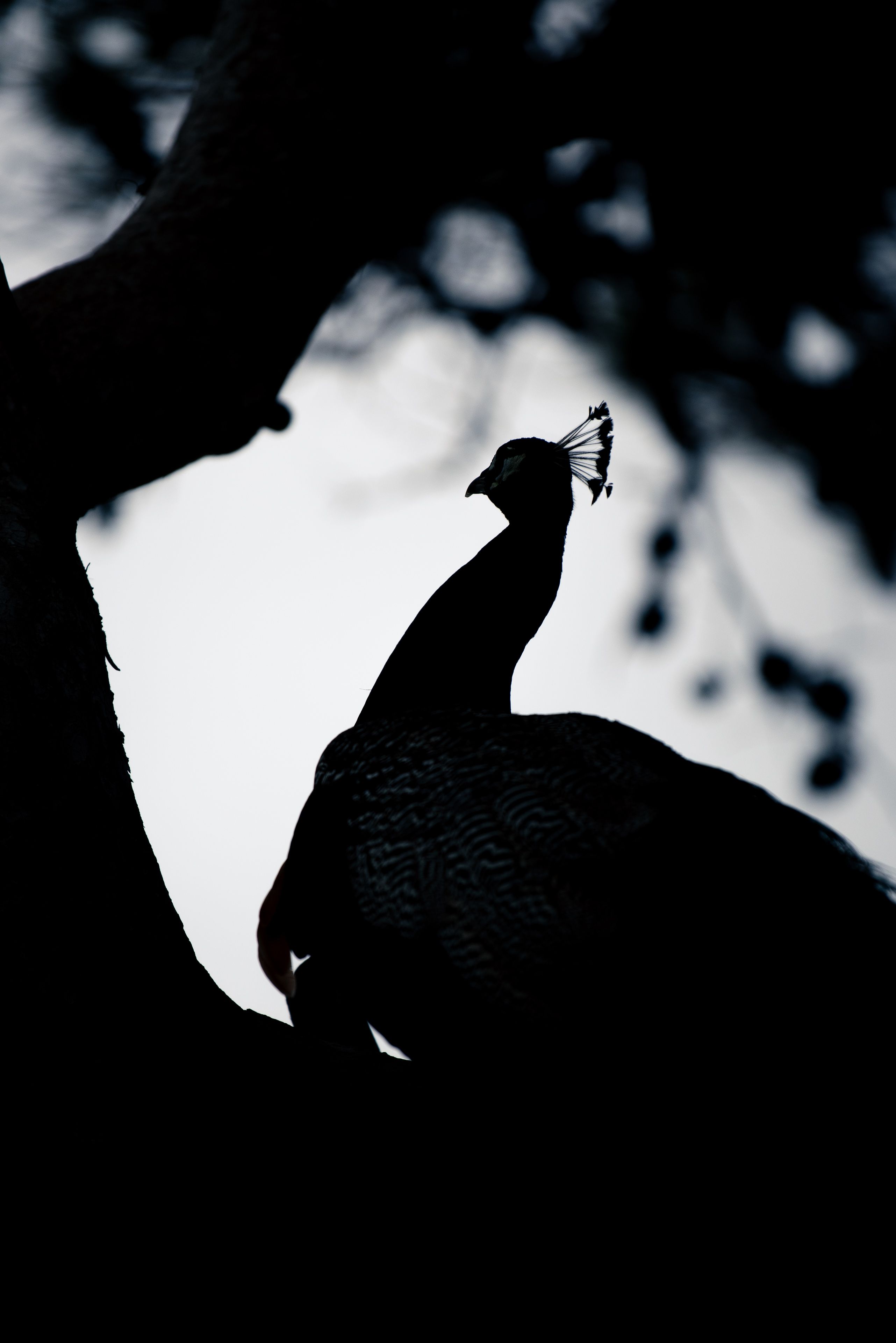 Le paon dans l’arbre