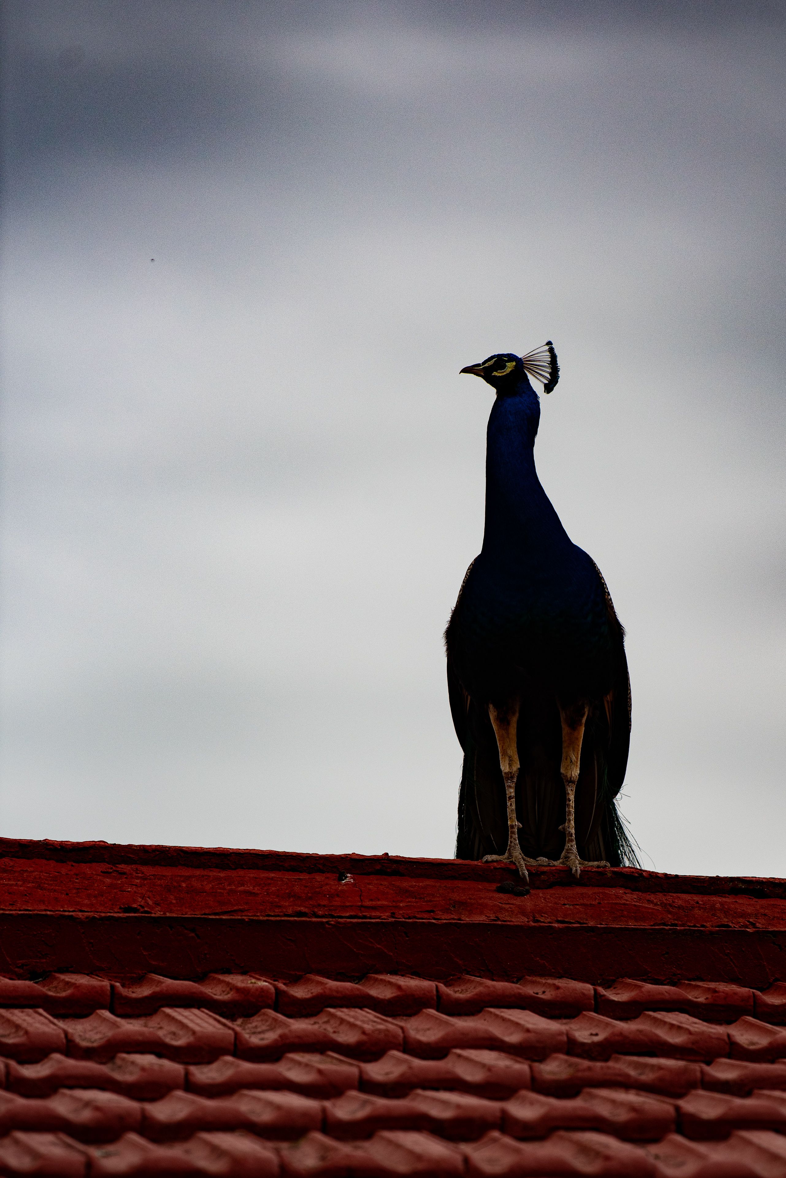 Le paon sur le toit
