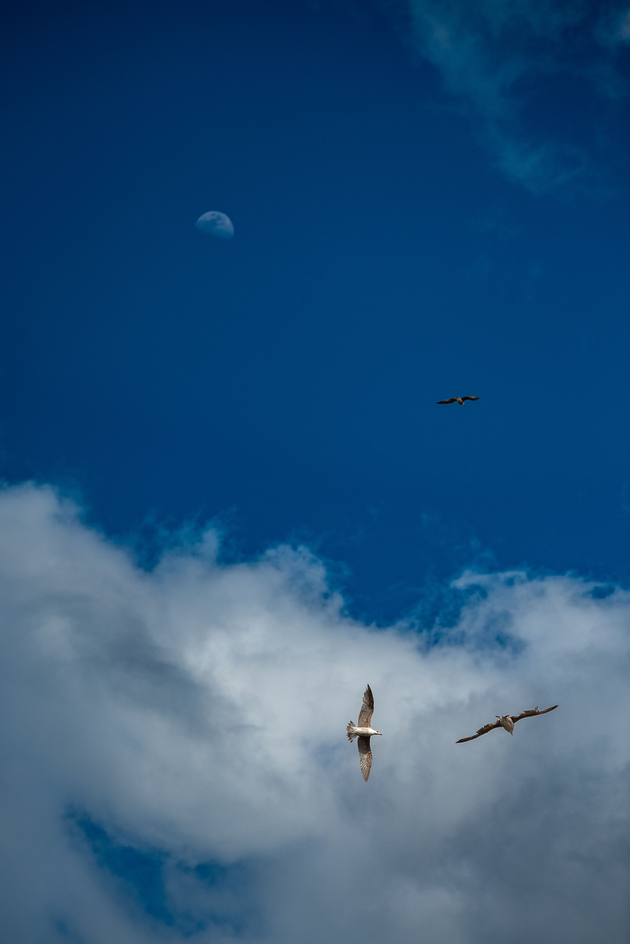 Les goélands et la Lune