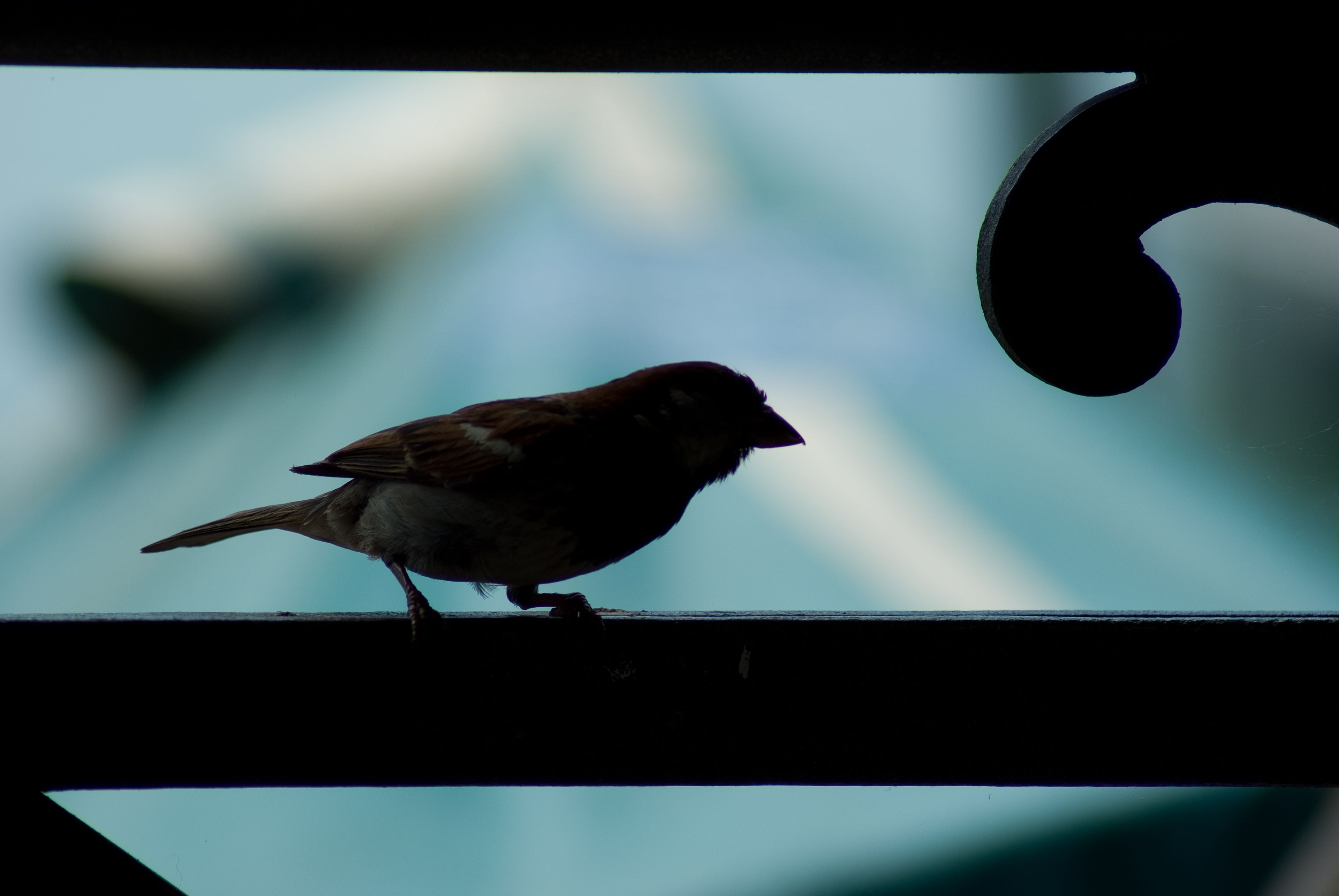 Petite silhouette