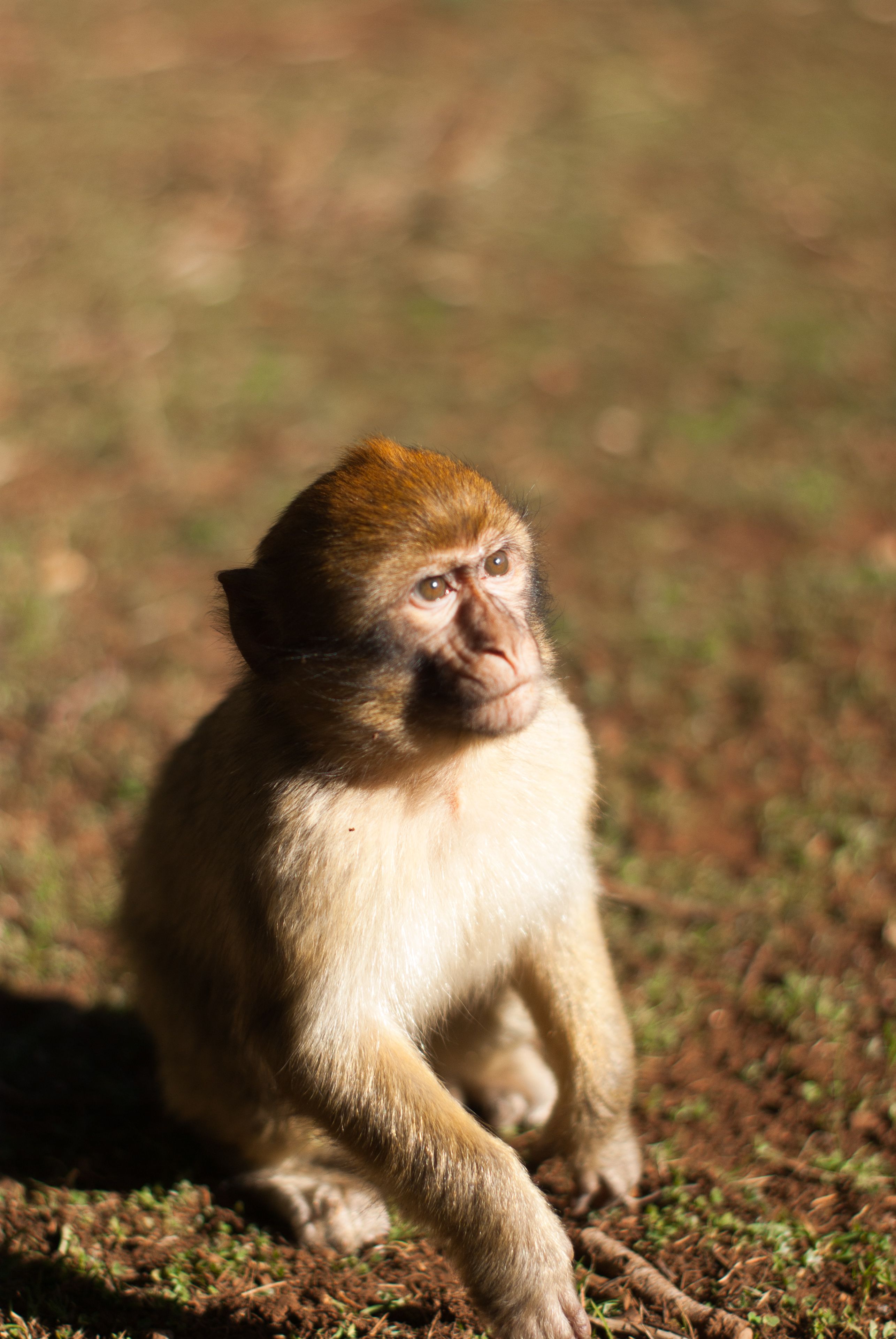 Singe  Magot, Ifrane